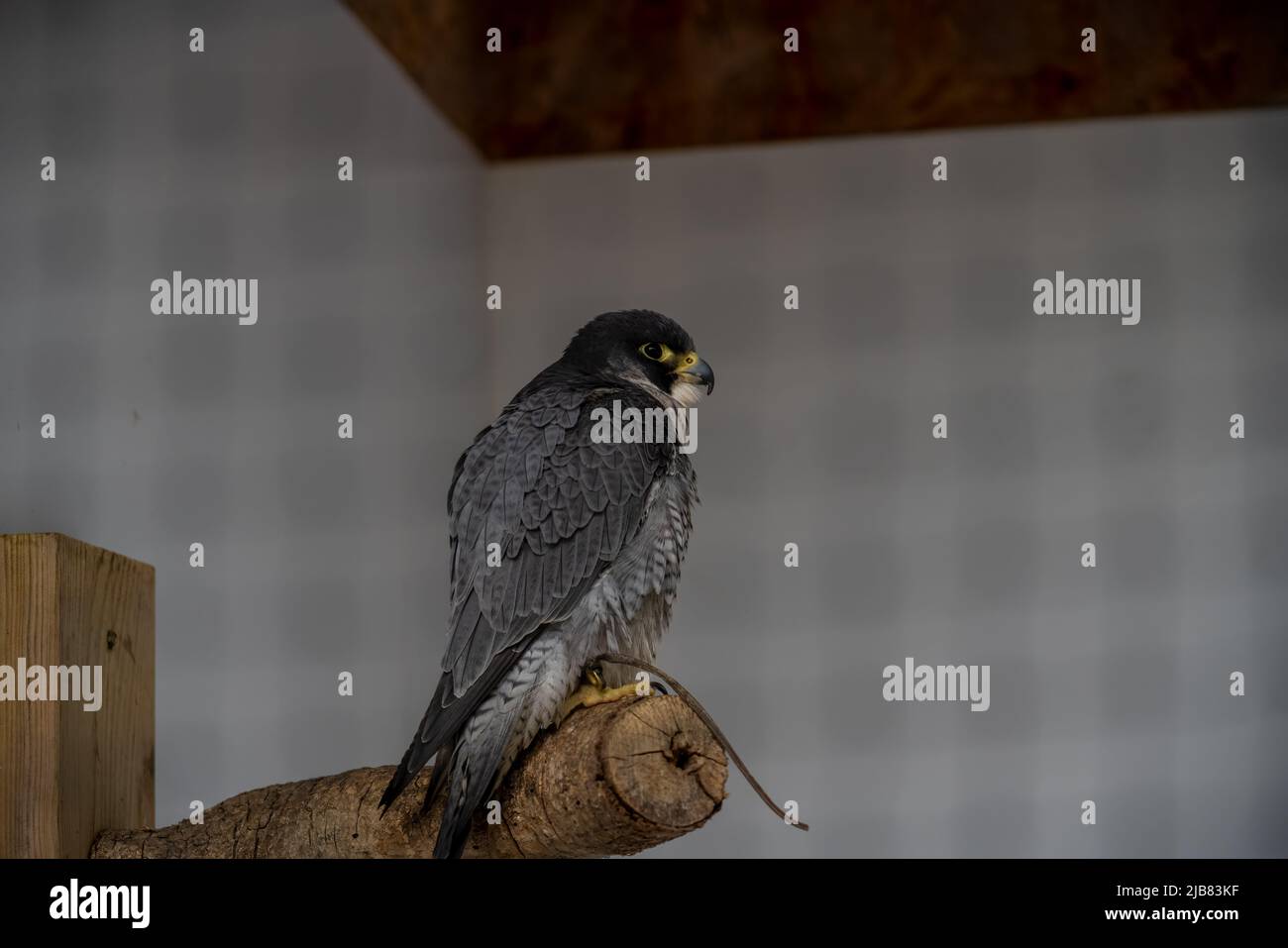 Bird prey birds prey centre hi-res stock photography and images - Page 3 -  Alamy