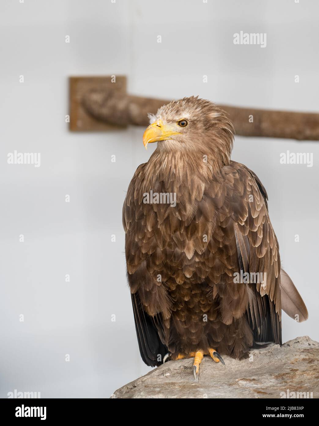 The British Bird of Prey Centre