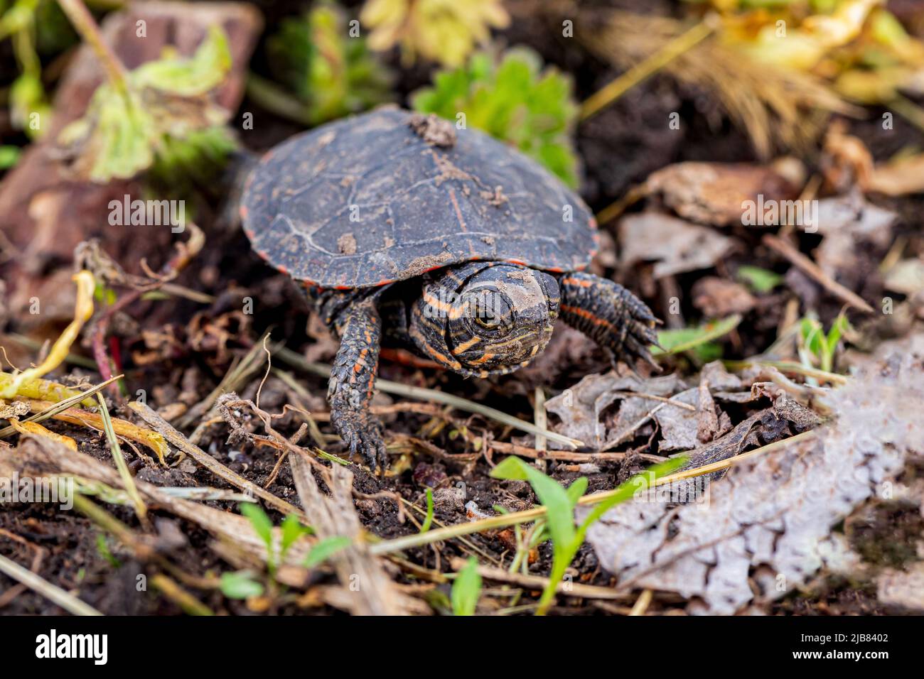 Painted turtle hatchling crawling along shoreline of pond. Wildlife conservation, habitat loss and preservation concept. Stock Photo