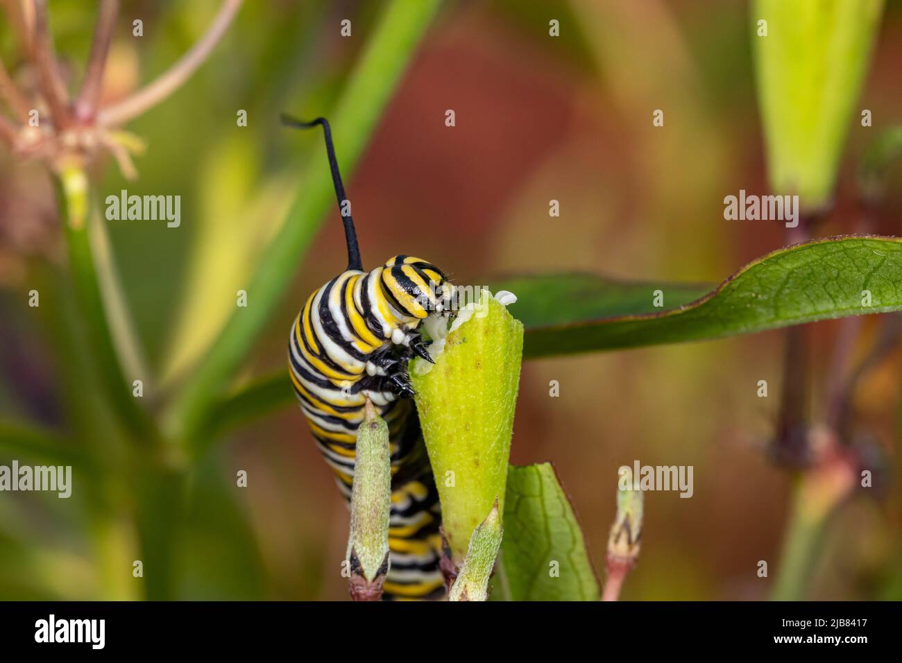 Monarch butterfly caterpillar eating leaf of swamp milkweed plant. Insect and nature conservation, habitat preservation, and backyard flower garden co Stock Photo