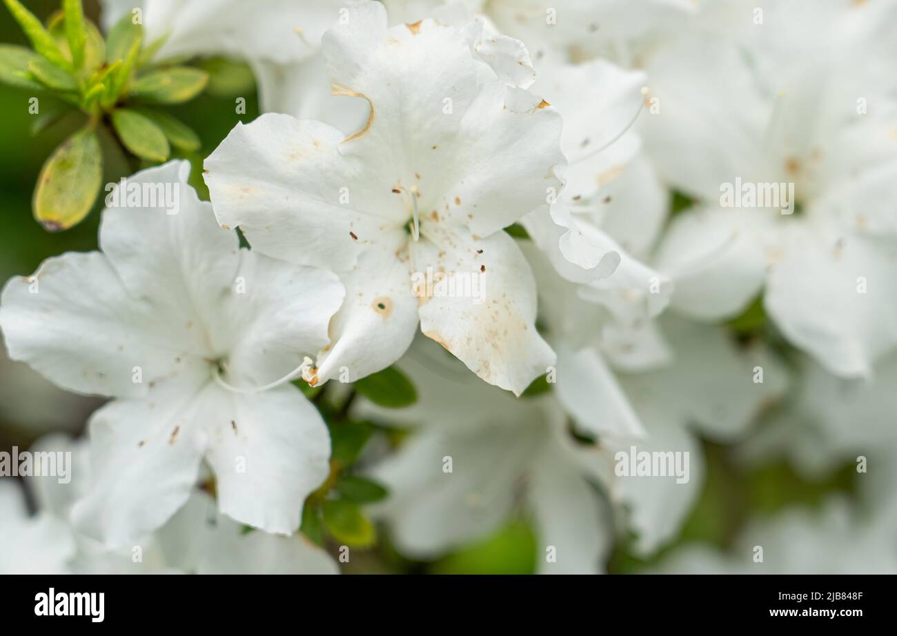 Rhododendron fauriei hi-res stock photography and images - Alamy
