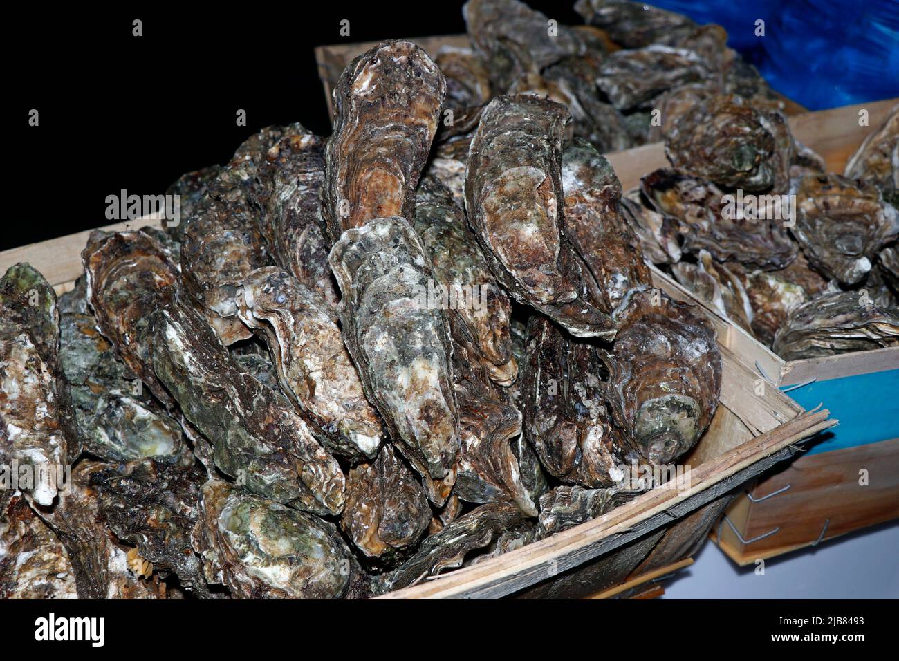 fresh fine de clair oysters in a box for sell in a market stall Stock