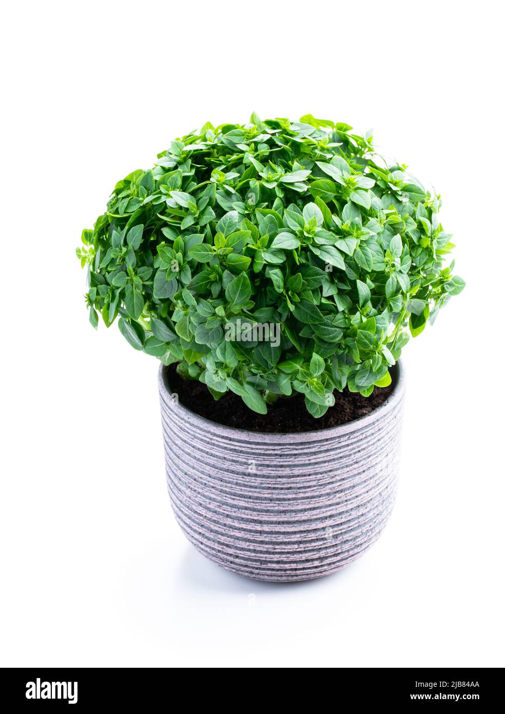 Greek dwarf basil plant in clay pot isolated on white Stock Photo