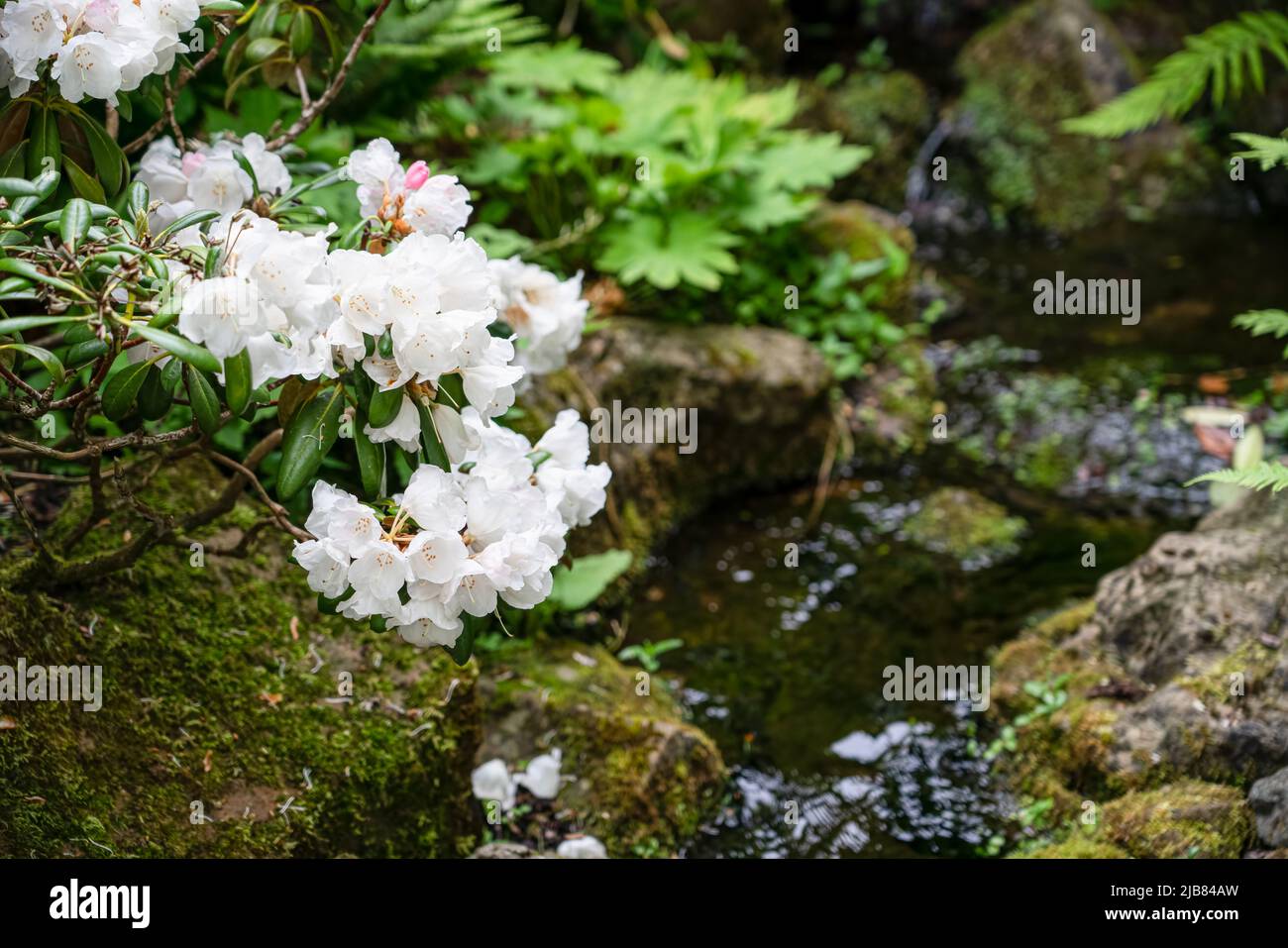 closeup of Rhododendron fauriei brachycarpum beautiful white flowers Stock Photo