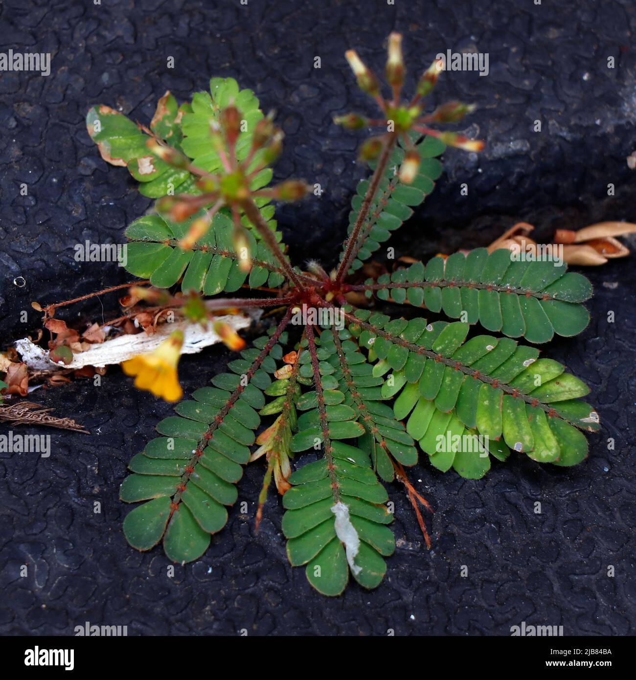 Biophytum sensitivum, also known as little tree plant, or Mukkootti is a species of plant in the genus Biophytum of the family Oxalidaceae, herbal med Stock Photo