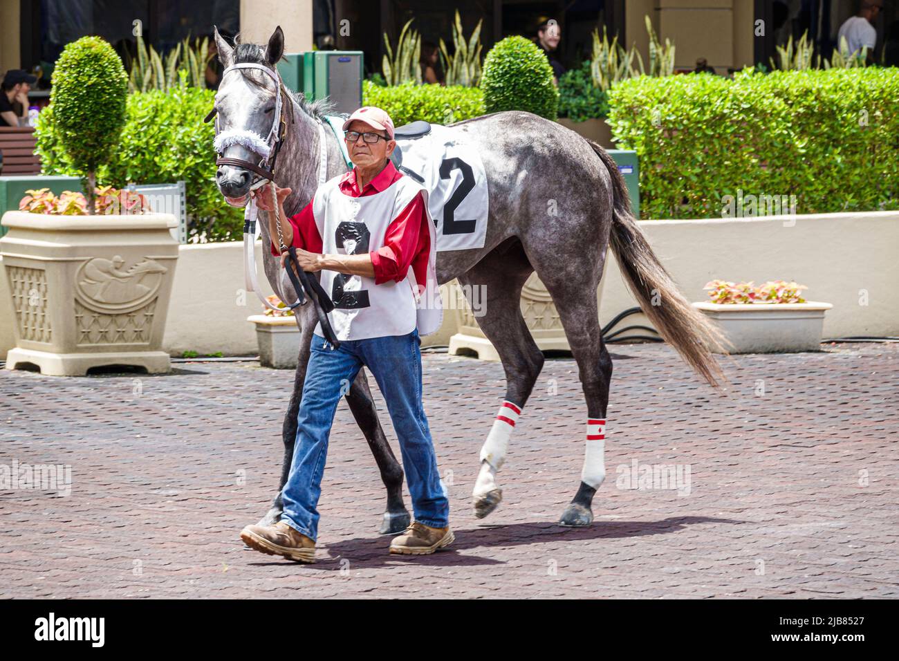 Hallandale Florida Miami,Gulfstream Park racetrack racecourse thoroughbred horse racing track,pre-race warm up paddock walking ring groom stable boy h Stock Photo