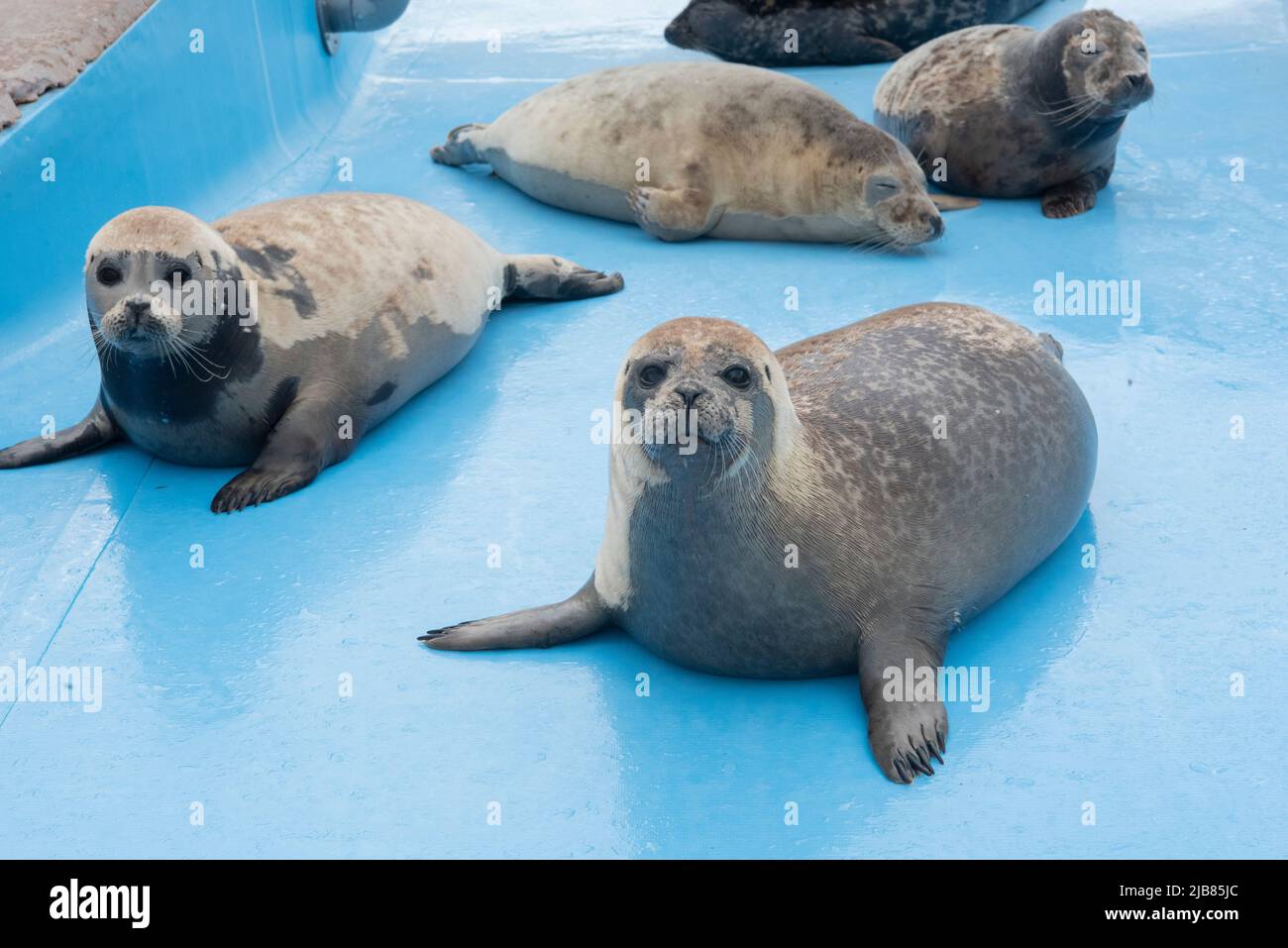 Seal pups at Skegness Natureland & Seal Sanctuary in Skegness, Lincolnshire. The seal sanctuary