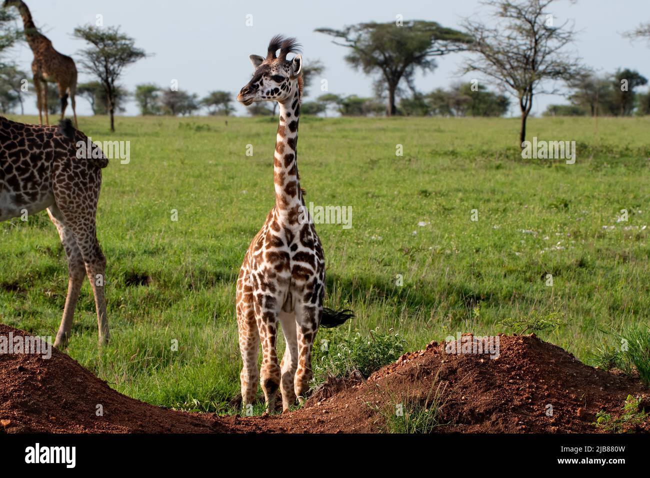 Giraffes in serengeti national park hi-res stock photography and images ...