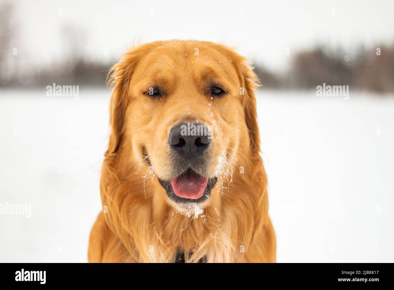 A handsome golden retriever smiles at the camera on a cold, snowy, winter day outside. Stock Photo