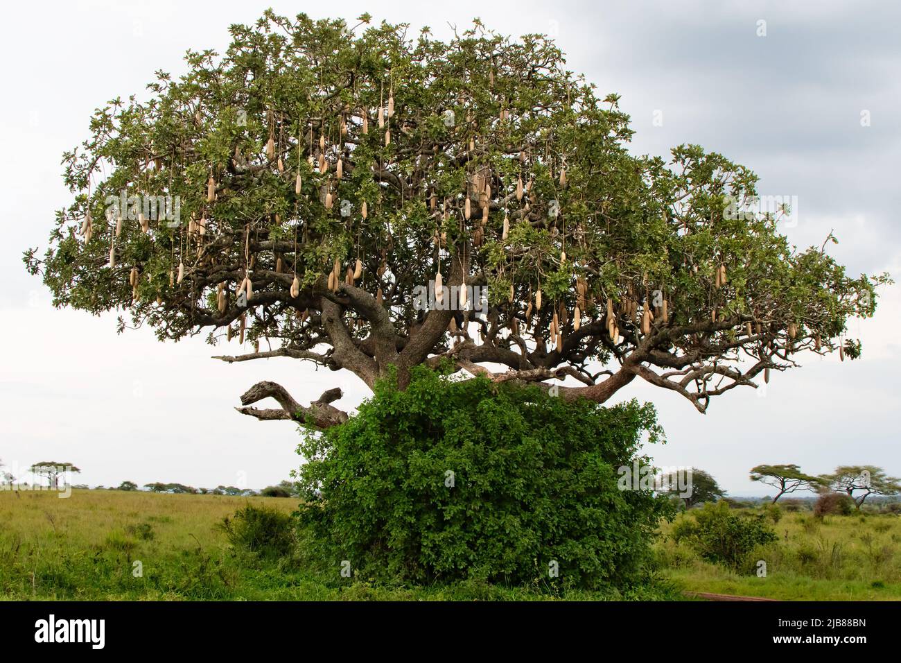 Kigelia Africana - the sausage tree - Kruger2Canyon
