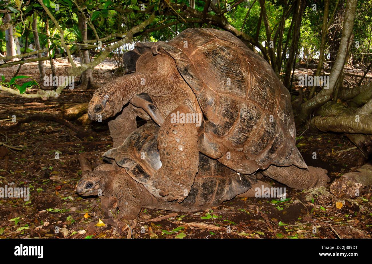 Aldabra Giant Tortoise Prison Island Zanzibar Tanzania Stock Photo premium-photo-pair-of-aldabra-giant-tortoises-on-prison-island