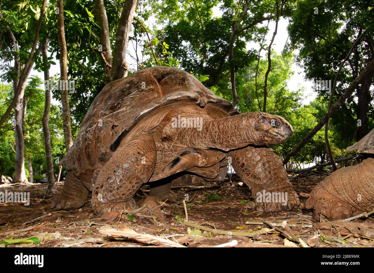 aldabra-giant-tortoise-prison-island-zanzibar-tanzania-stock-photo