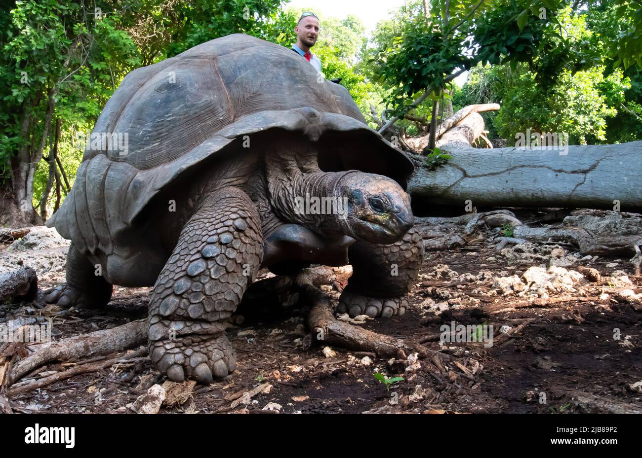 aldabra-giant-tortoise-prison-island-zanzibar-tanzania-stock-photo