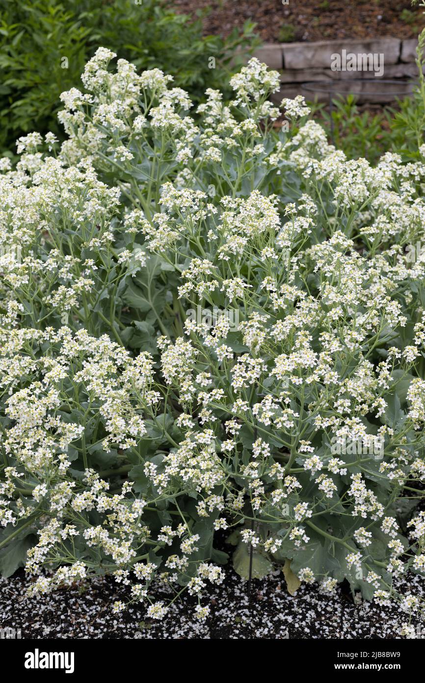 Crambe maritima - sea kale Stock Photo - Alamy