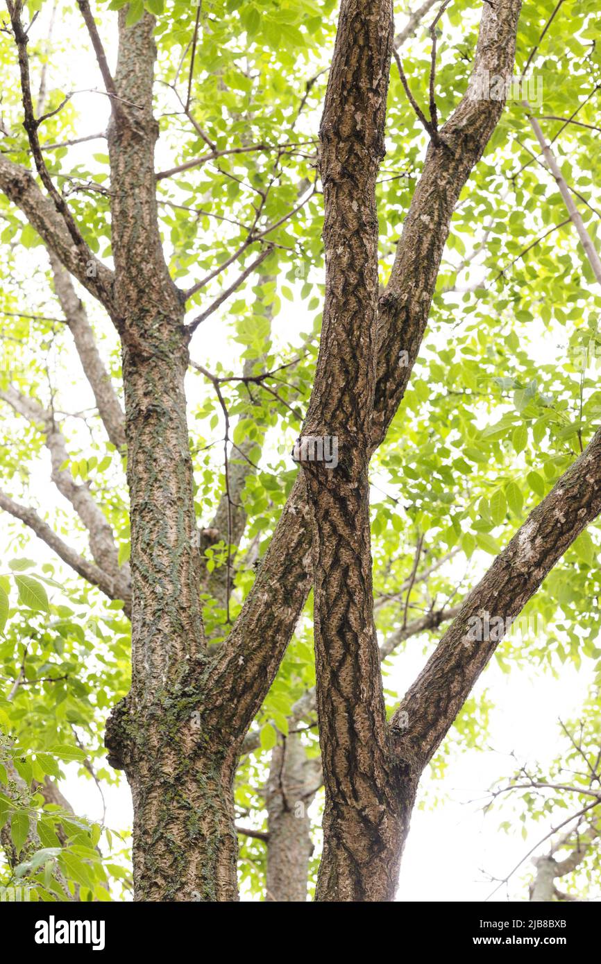 Phellodendron amurense 'His Majesty' cork tree Stock Photo Alamy