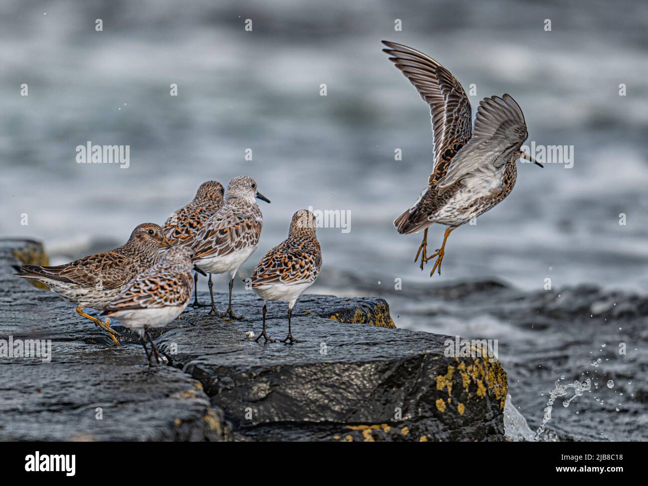 Stag rocks hi-res stock photography and images - Alamy