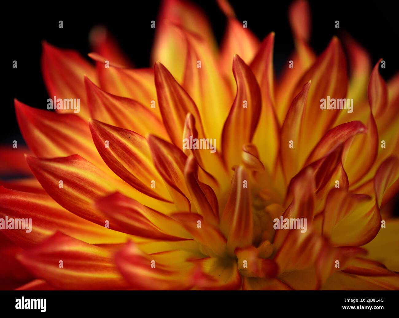 Orange and yellow Dahlia flower that looks like flames of a fire on a