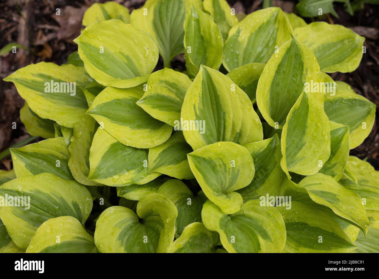 Hosta 'Grand Tiara' Stock Photo - Alamy