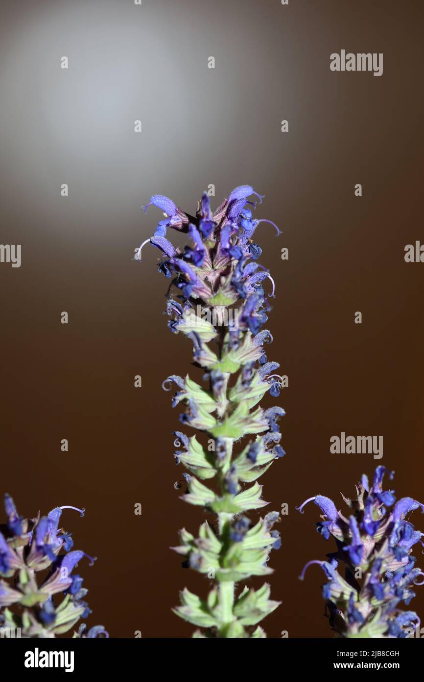 Flower blossoming salvia nemorosa family lamiaceae close up botanical background high quality big size print home decor agricultural plant Stock Photo