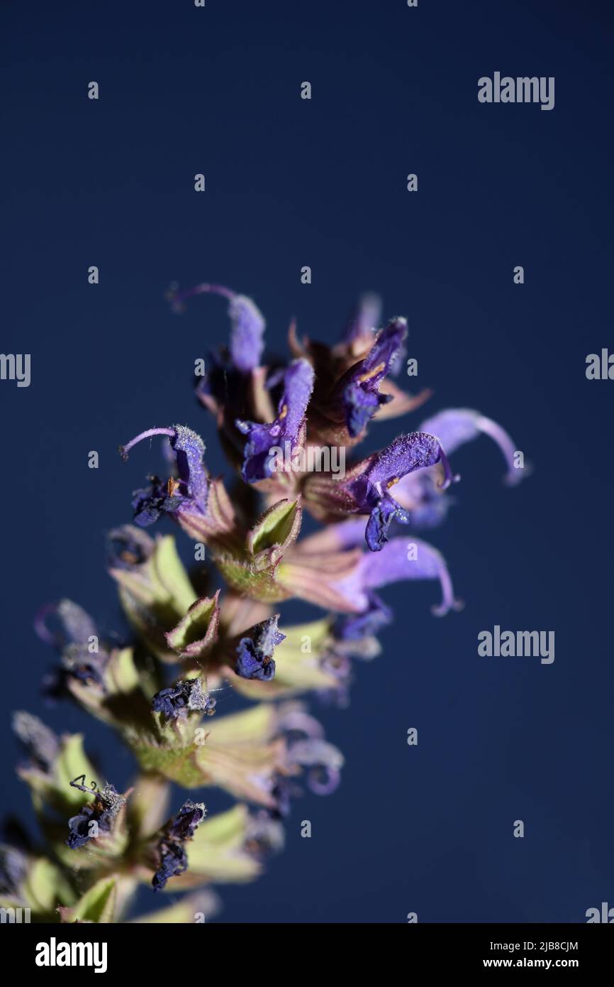 Flower blossoming salvia nemorosa family lamiaceae close up botanical background high quality big size print home decor agricultural plant Stock Photo