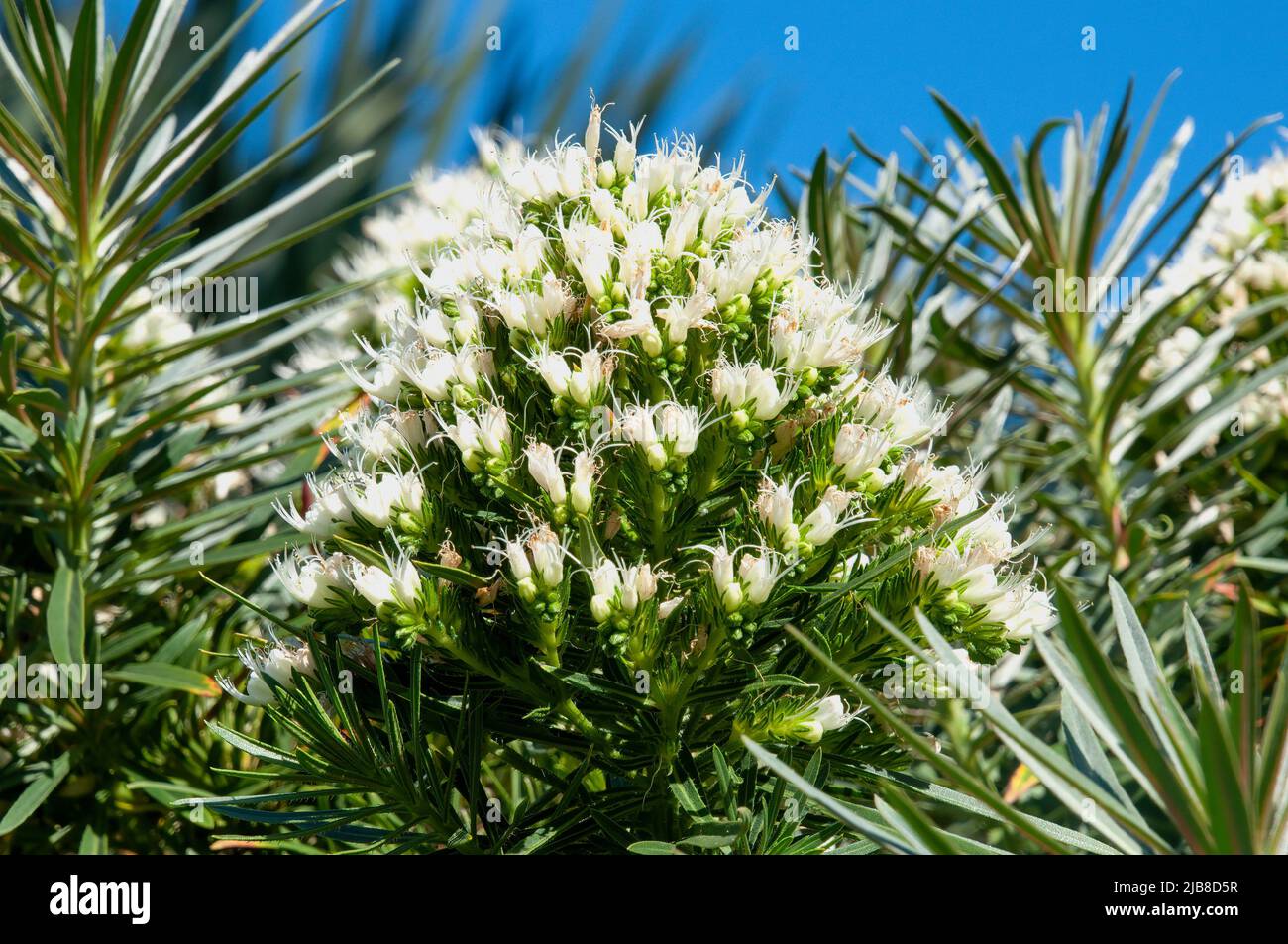 Sydney Australia, close-up of flower head of a echium leucophaeum or silver leaved echium native to Tenerife, Canary Islands Stock Photo