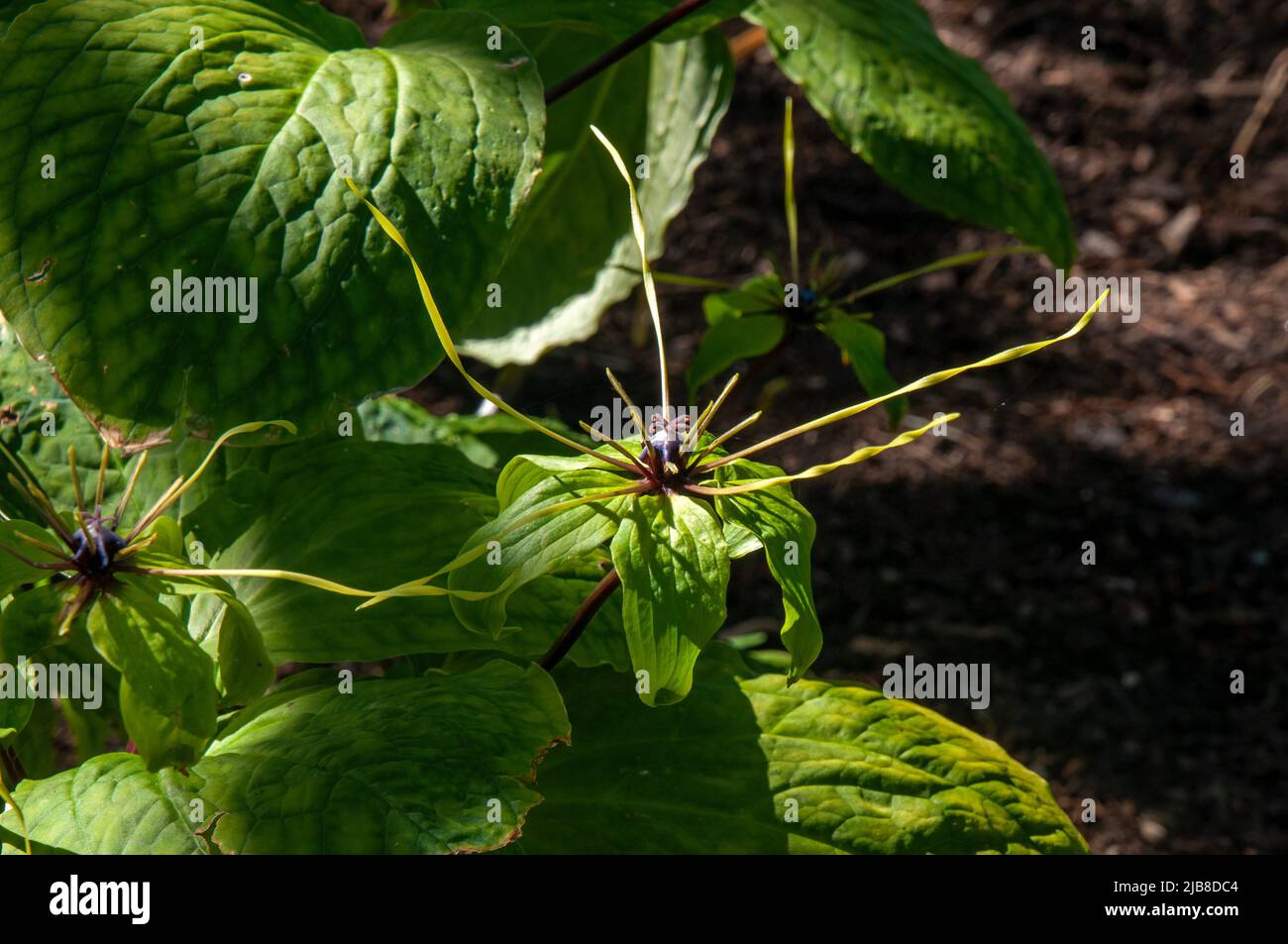 Sydney Australia, unusual flower of a daiswa forrestii native to Vietnam Stock Photo