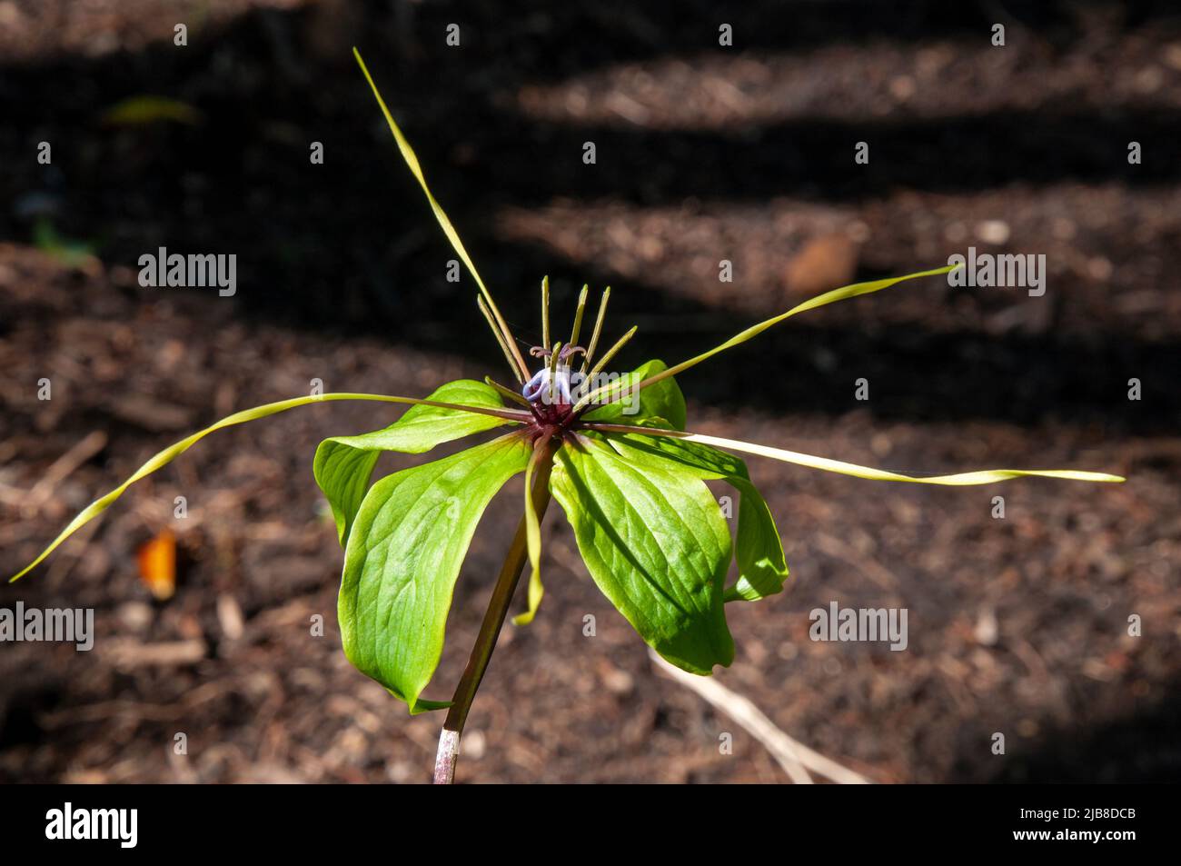 Sydney Australia, unusual flower of a daiswa forrestii native to Vietnam Stock Photo