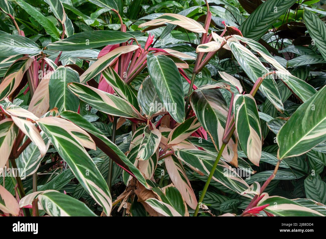 Sydney Australia, leaves of a stromanthe sanguinea is  native to the Brazilian rainforest. Stock Photo