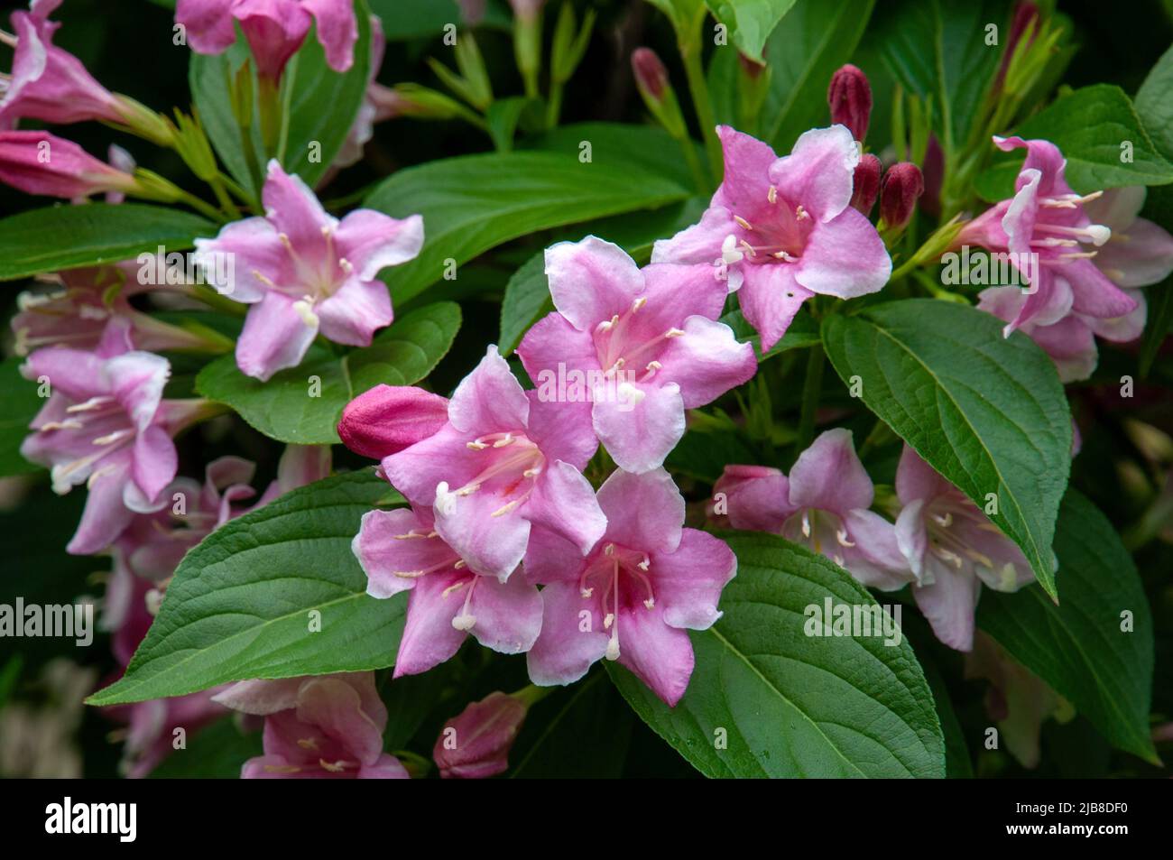 Sydney Australia, pink flowers of a weigela florida shrub Stock Photo ...