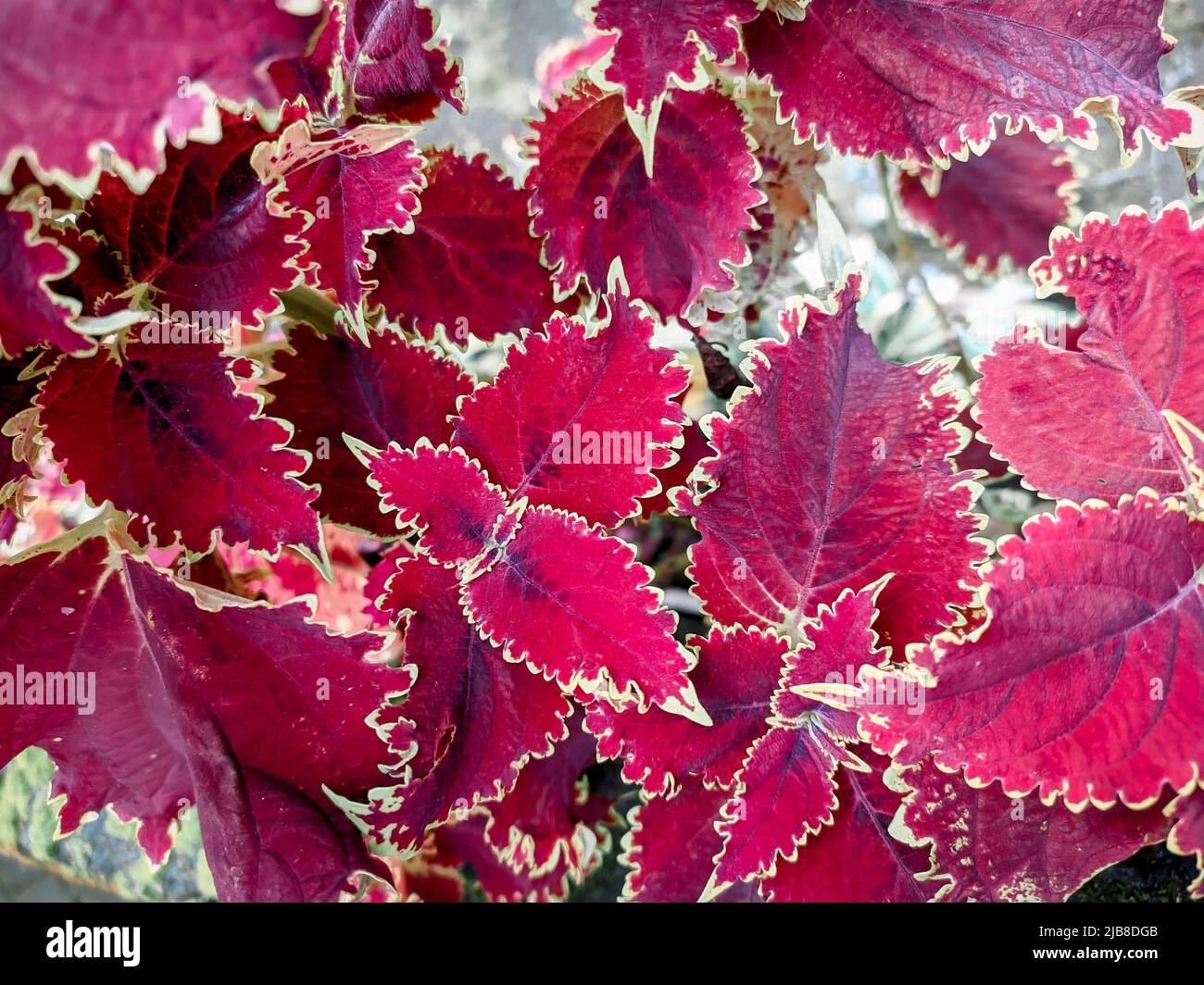 Red Leaves plant (Coleus) Red Leaf Houseplants Stock Photo Alamy — free download