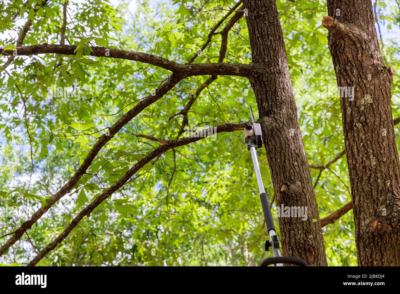 Man trimming branches from a tree a chainsaw Stock Photo Alamy
