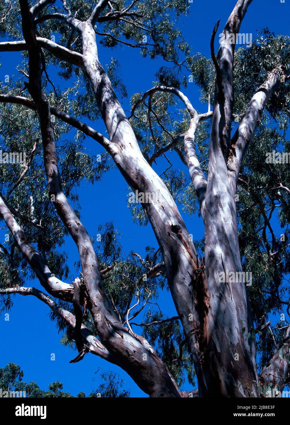Eucalyptus Gum Tree Stock Photo