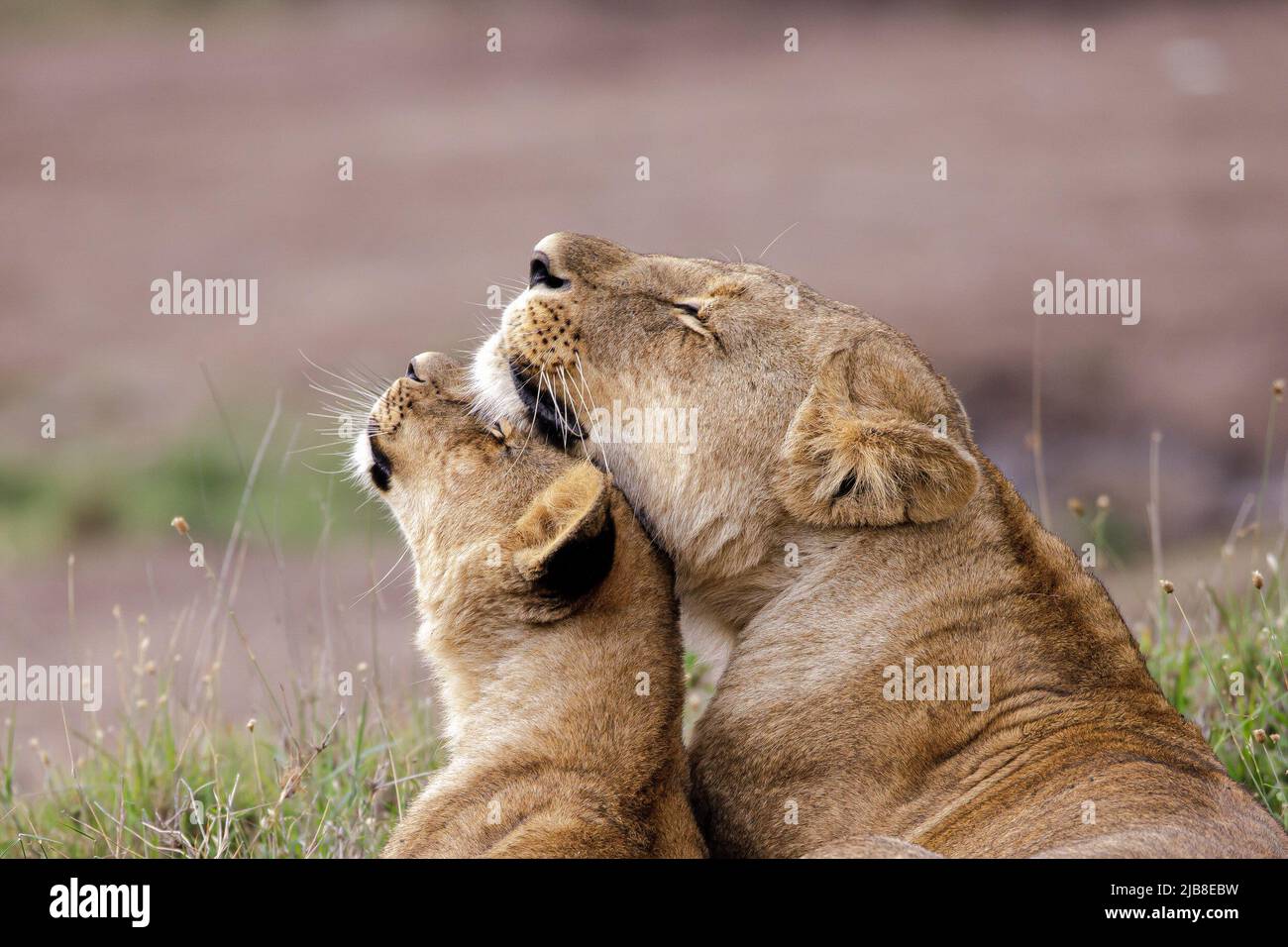 A lion cub and its mother cuddle at the Nairobi National park. The ...