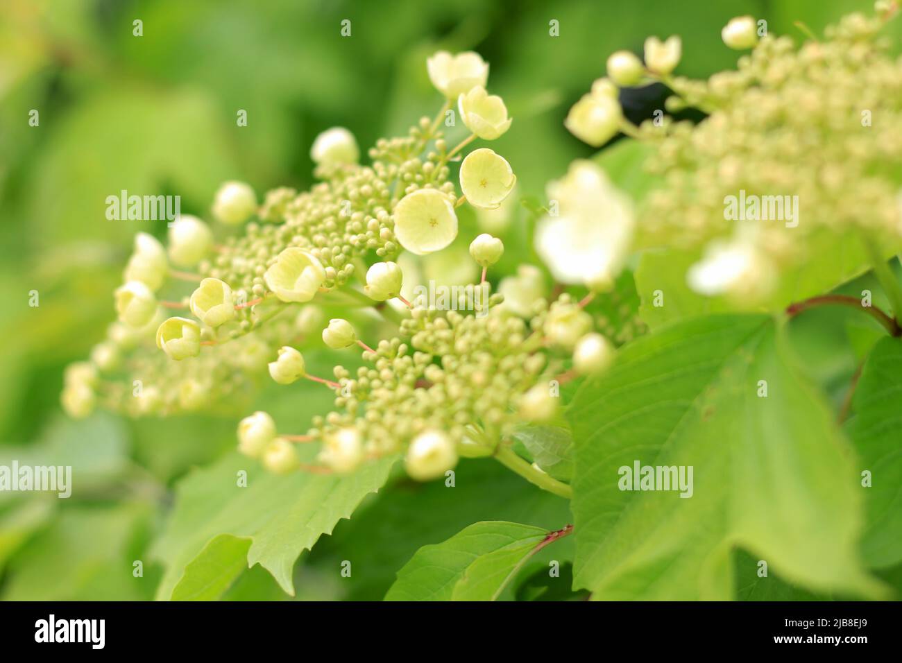 hydrangea wild flowers Stock Photo Alamy