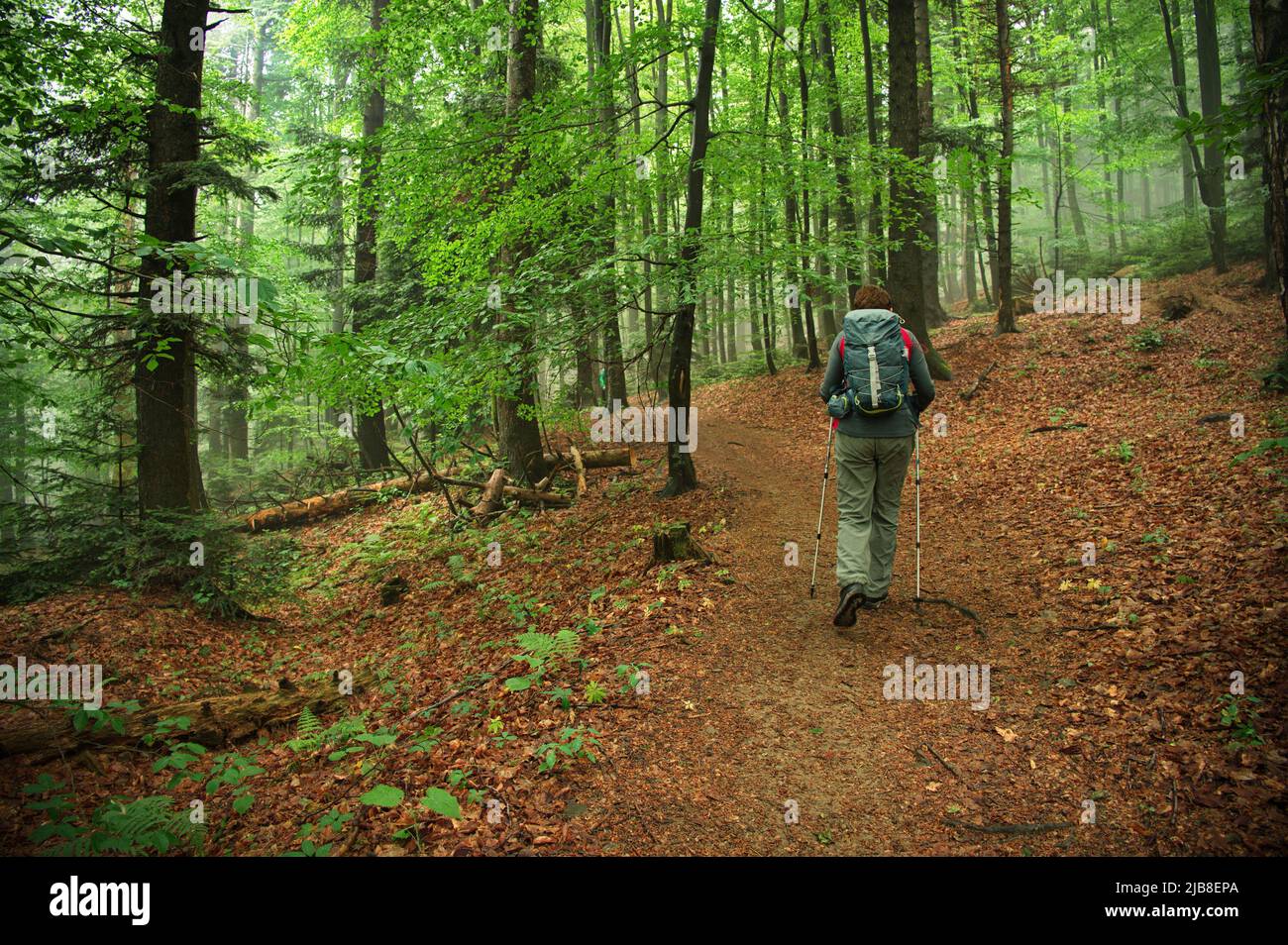 Rear view of senior woman hiking through the forest Stock Photo