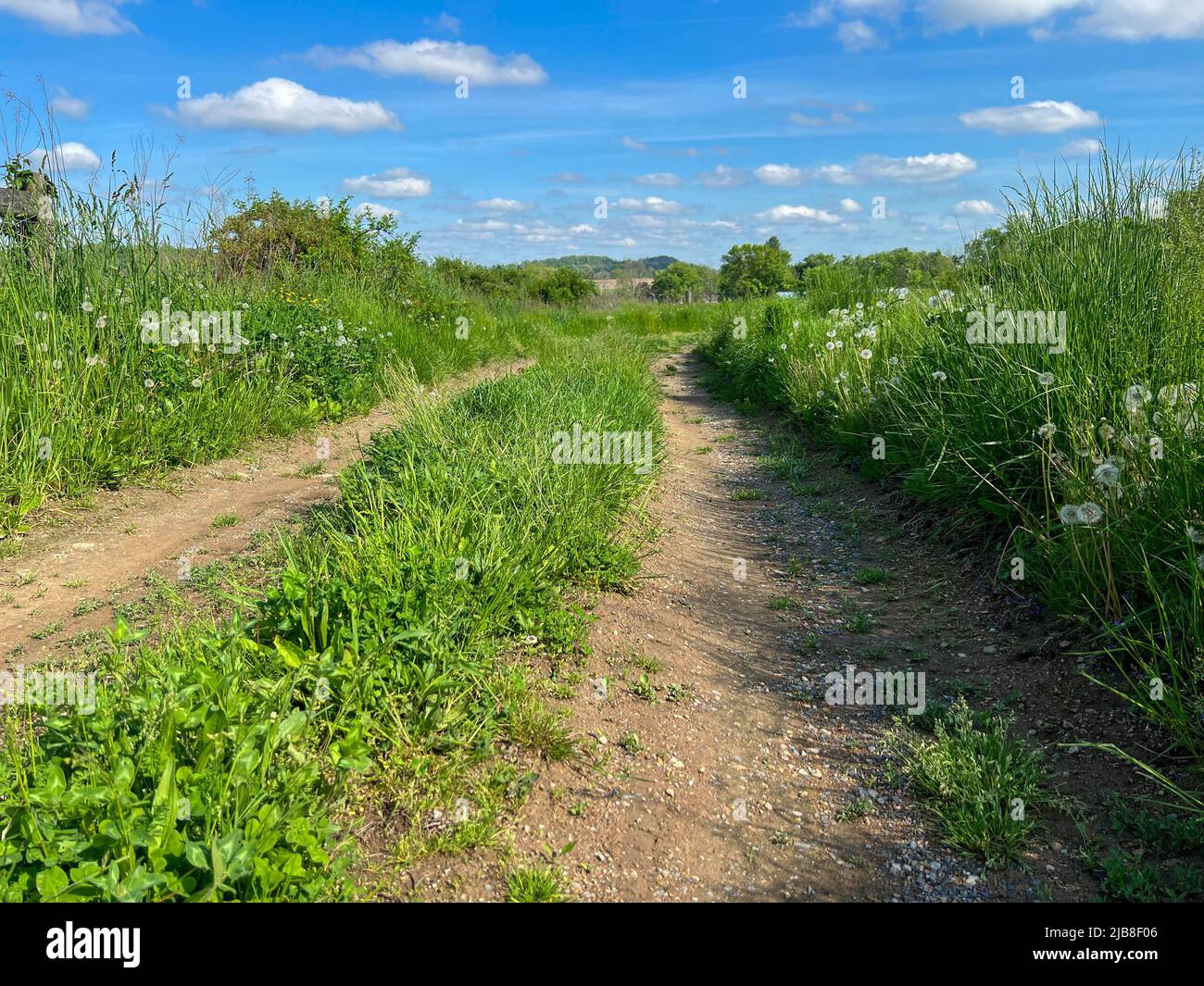 Idyllic dirt road leads through peaceful serene green grass pasture under blue sky with puffy white clouds. Journey concept, new beginning, with no pe Stock Photo