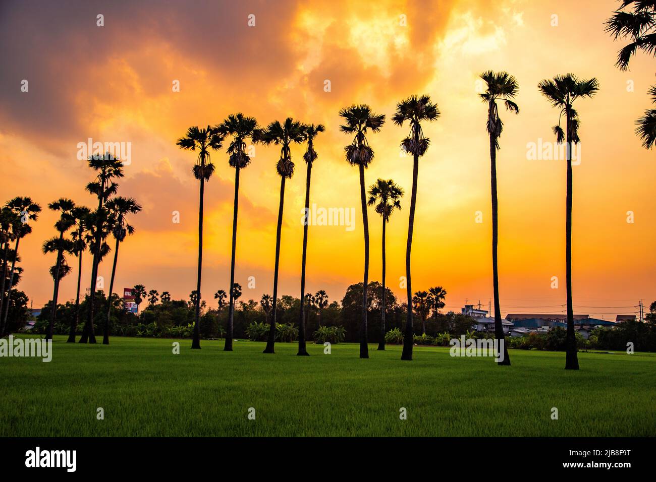 Dongtan Samkhok palm trees and rice fields during sunset in Pathum Thani, Bangkok, Thailand Stock Photo