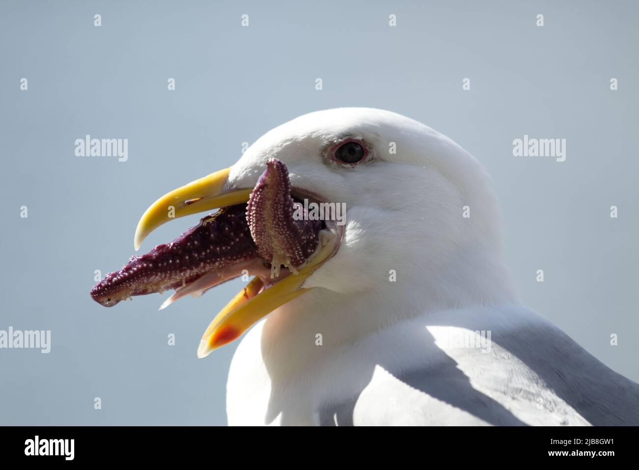 Close-up portrait of seagull eating a purple starfish - larus