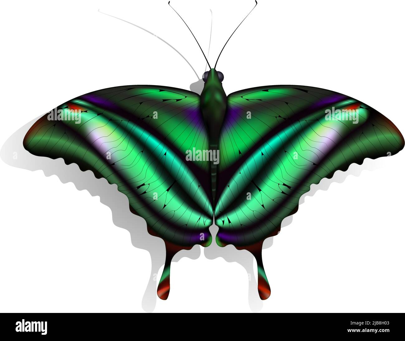Peacock butterflies Stock Vector Images Alamy