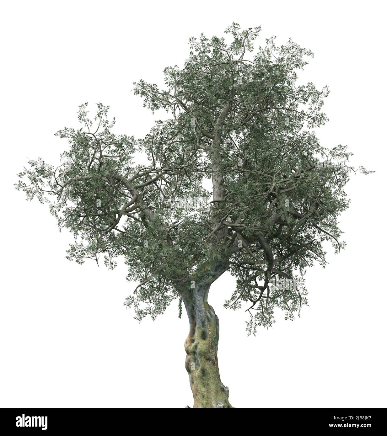 Detailed olive tree with green leaves isolated on white, 3D ...