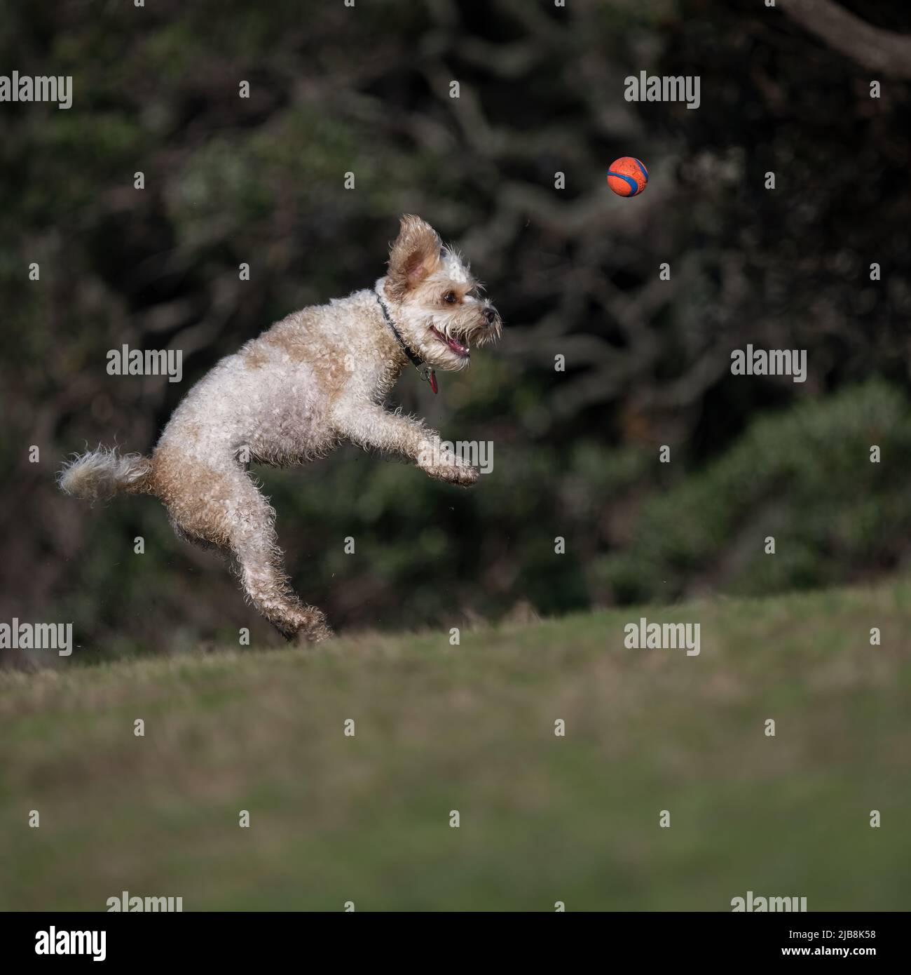 A small dog jumping to catch a ball in the air. Vertical format Stock
