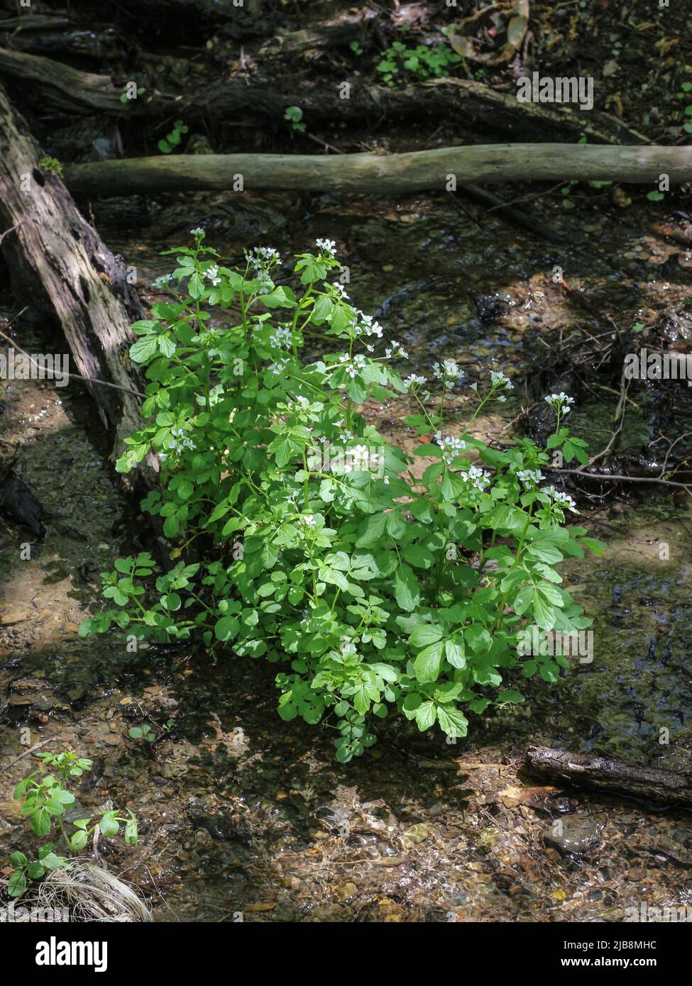 White flowers of a large bitter-cress (latin name: Cardamine amara) by the water in western Serbia Stock Photo