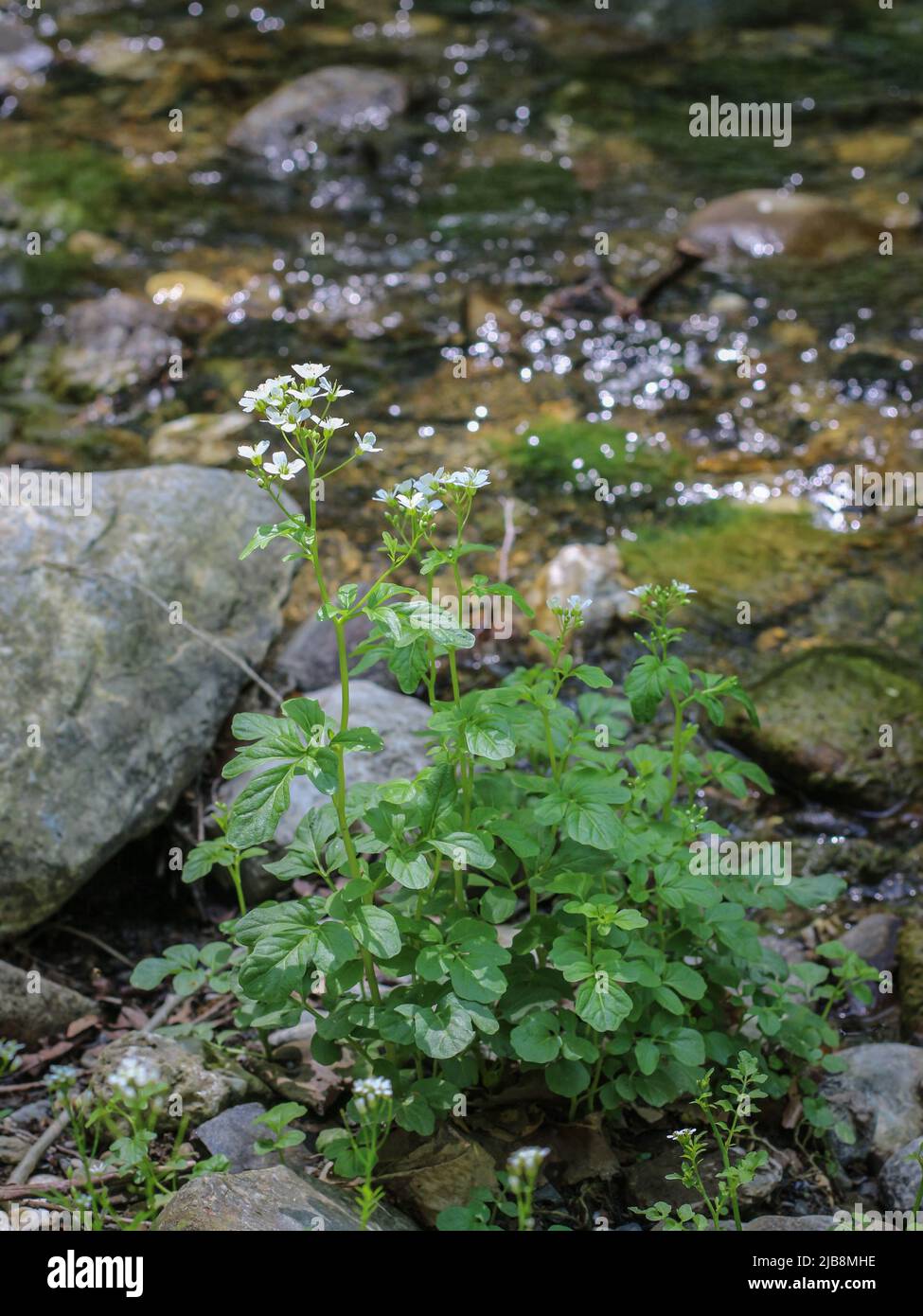 White flowers of a large bitter-cress (latin name: Cardamine amara) by the water in western Serbia Stock Photo