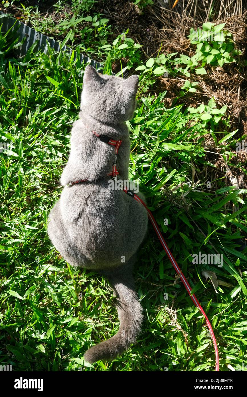 Cat on Leash outdoor Stock Photo