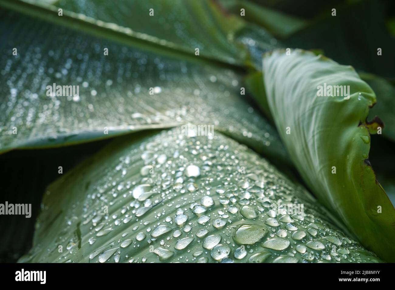 Droplets of dew on banana leaves Stock Photo