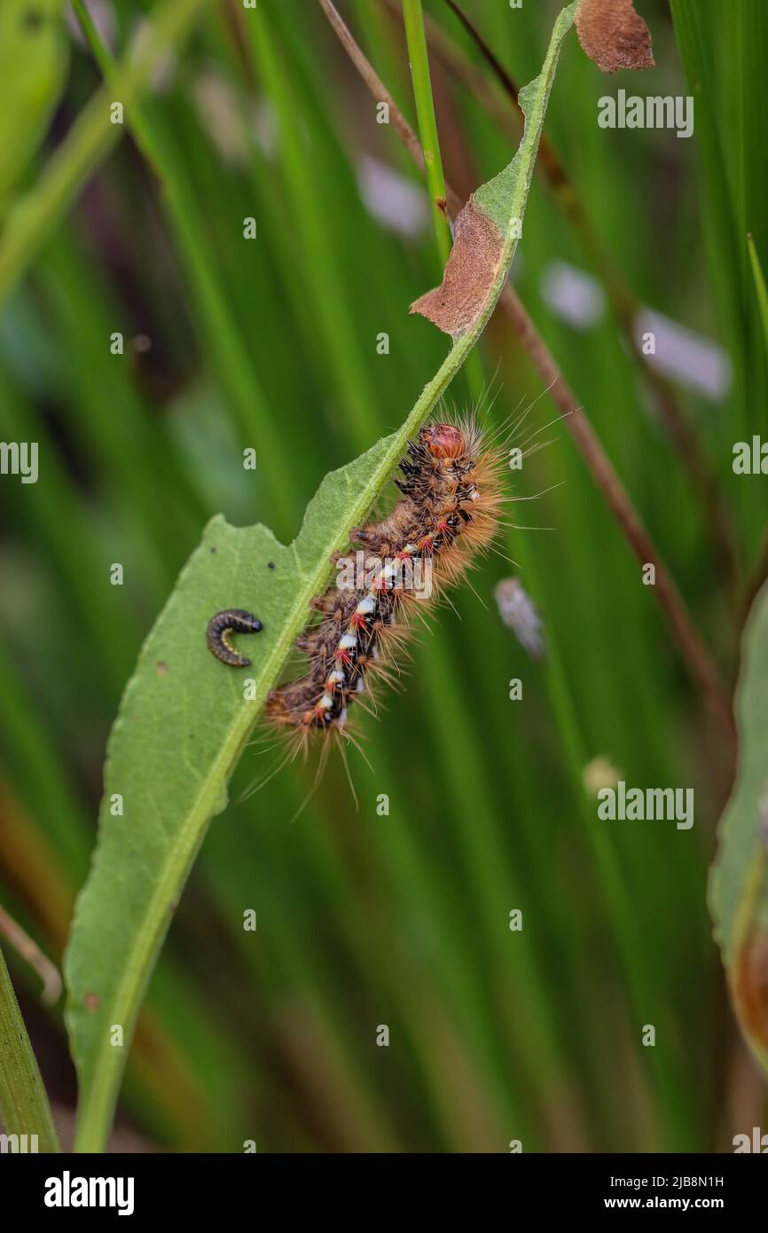 Hairy caterpillar of the knot grass moth (latin name Acronicta rumicis