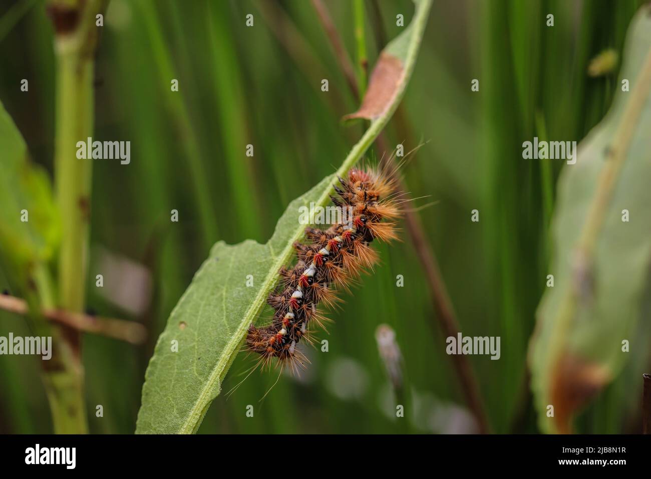 Hairy caterpillar of the knot grass moth (latin name Acronicta rumicis