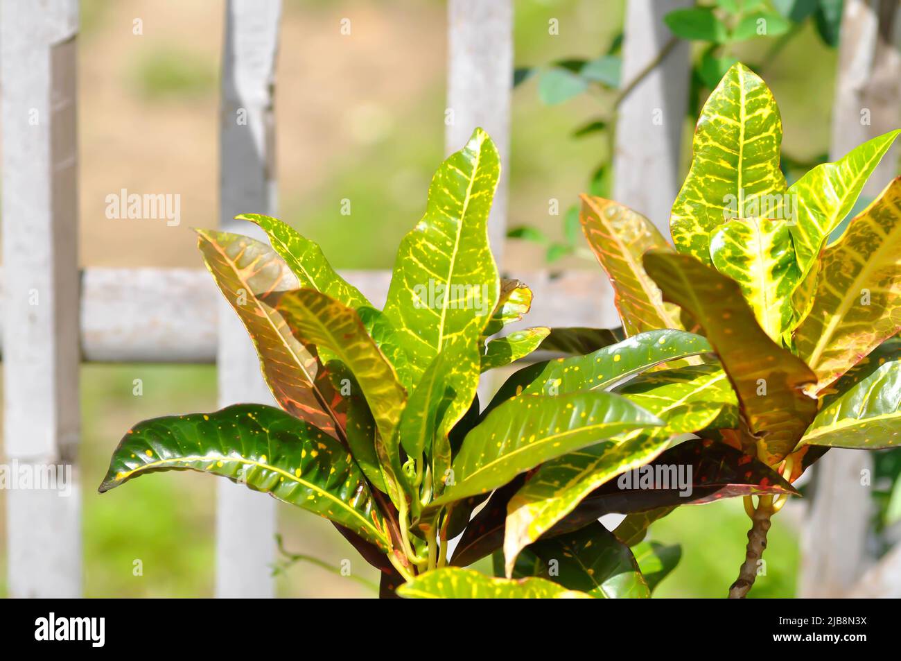 Codiaeum variegatium Blume or Croton, Variegated Laurel or Garden Croton plant Stock Photo