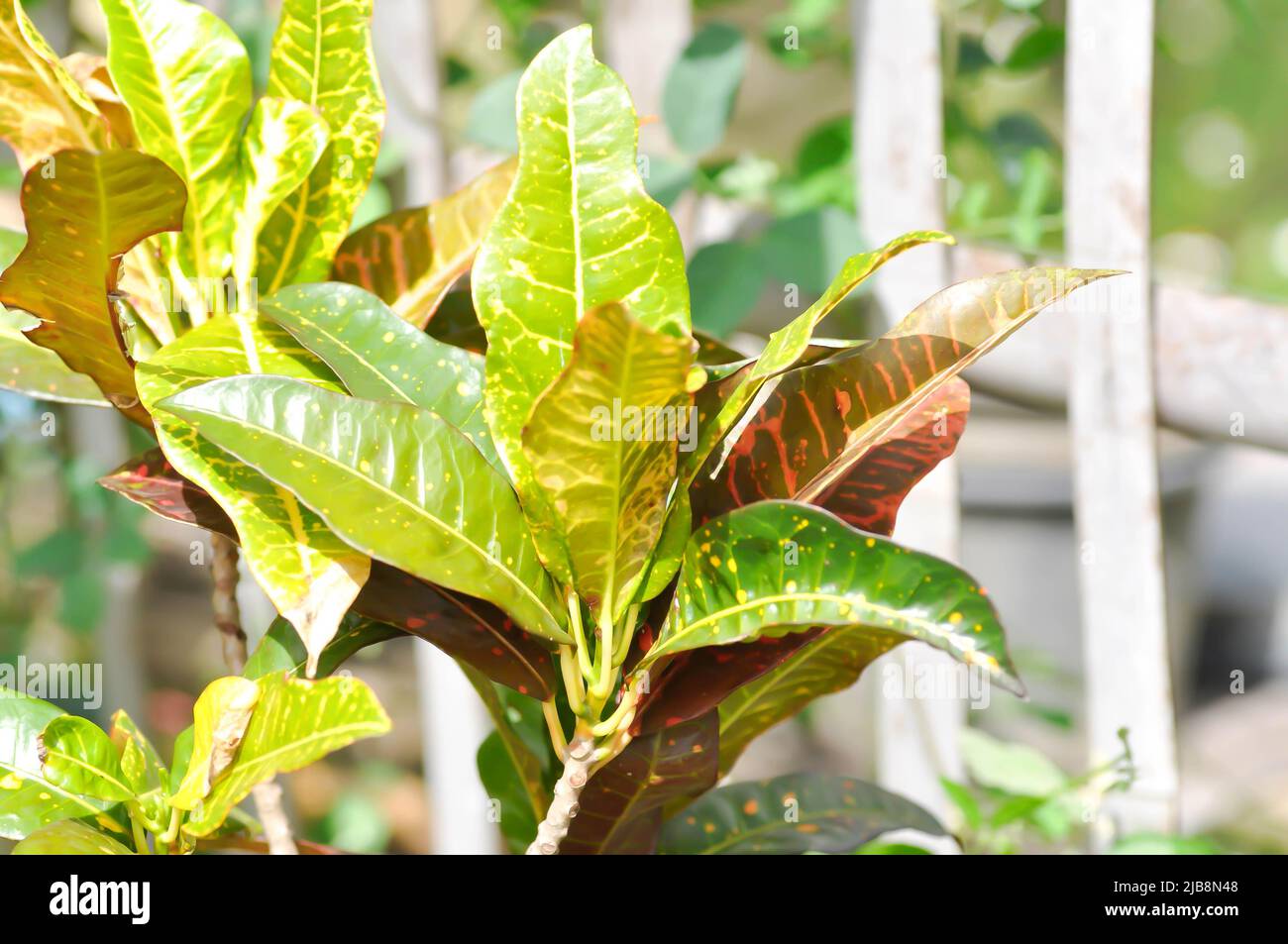 Codiaeum variegatium Blume or Croton, Variegated Laurel or Garden Croton plant Stock Photo