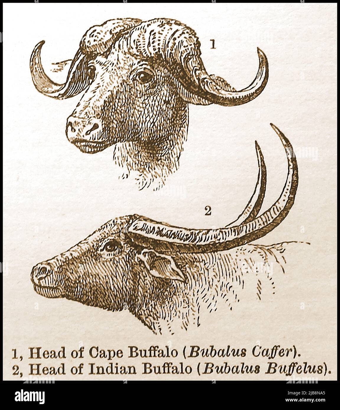 A 19th century dictionary entry showing the differences between Cape & Indian buffaloes Stock Photo